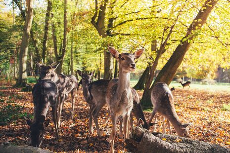 Fallow deer in the Waldau enclosure.