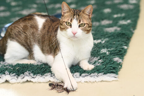Los gatos son la mascota favorita de los alemanes